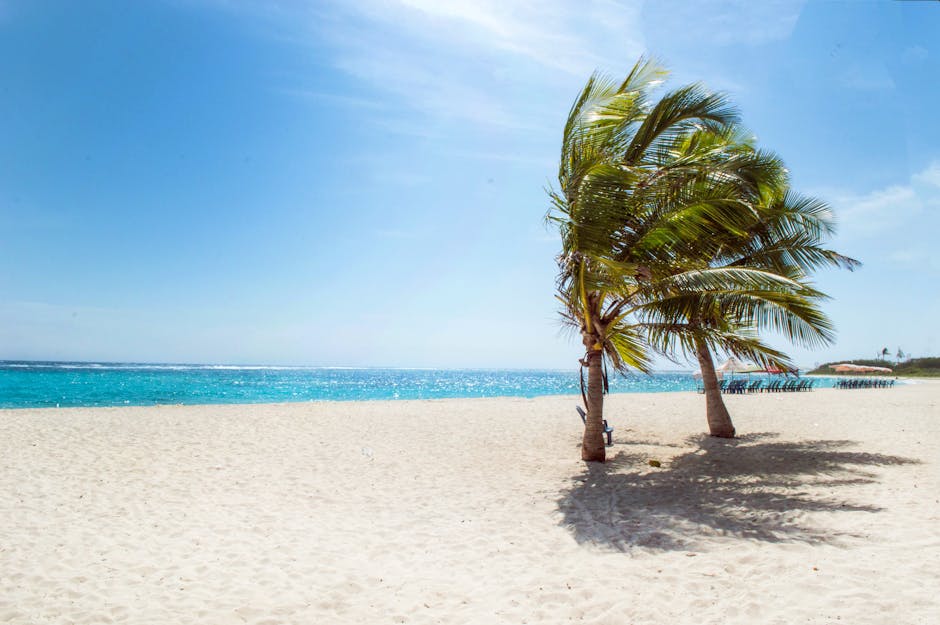 Serene tropical beach scene in La Luisa, Venezuela, featuring palm trees and clear blue waters.